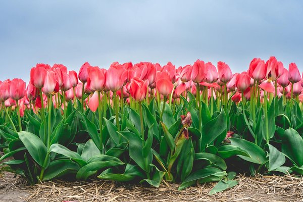 Welche Trends gibt es bei der umweltfreundlichen Inneneinrichtung?